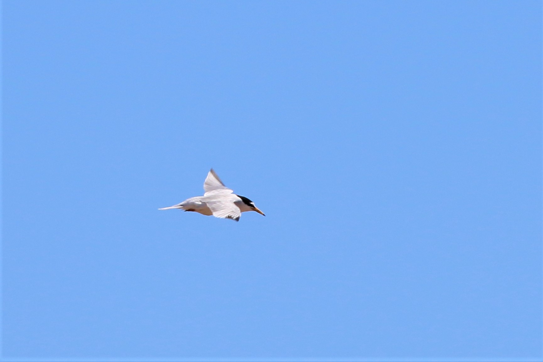 Little Tern